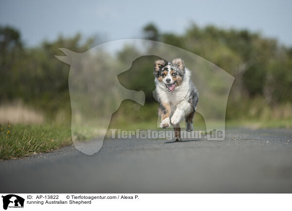rennender Australian Shepherd / running Australian Shepherd / AP-13822