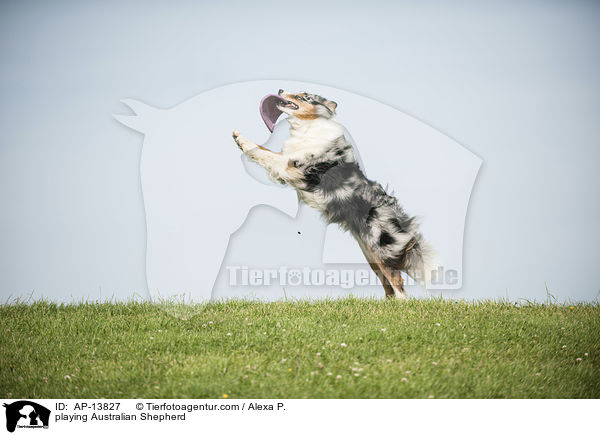 spielender Australian Shepherd / playing Australian Shepherd / AP-13827