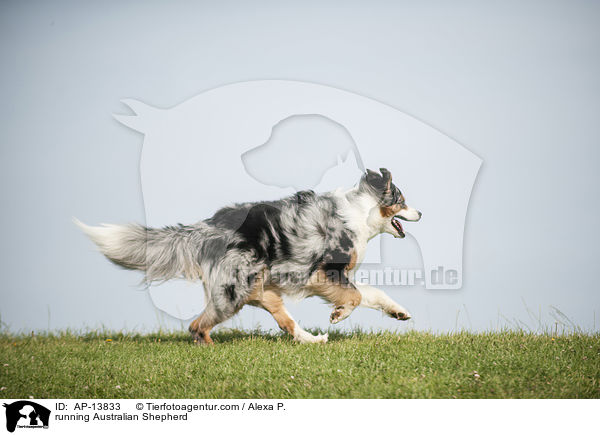 rennender Australian Shepherd / running Australian Shepherd / AP-13833