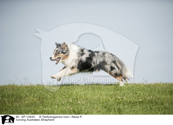 rennender Australian Shepherd / running Australian Shepherd / AP-13834