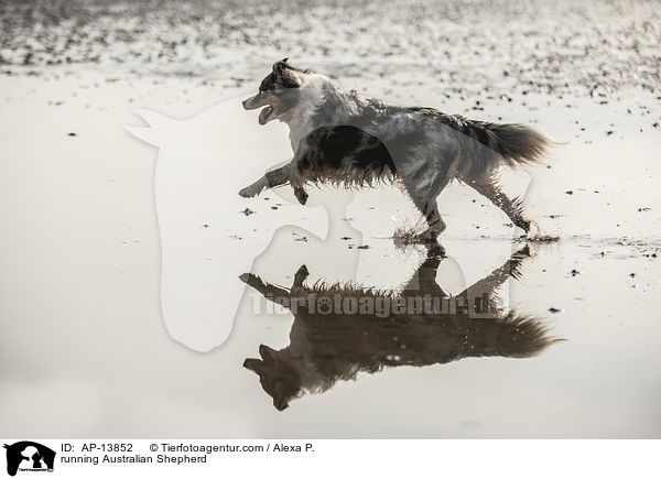 rennender Australian Shepherd / running Australian Shepherd / AP-13852