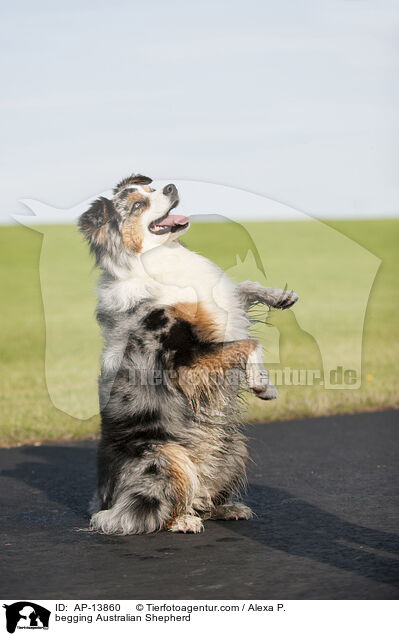 Australian Shepherd macht Mnnchen / begging Australian Shepherd / AP-13860