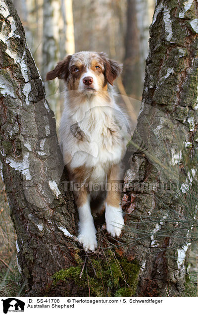 Australian Shepherd / Australian Shepherd / SS-41708