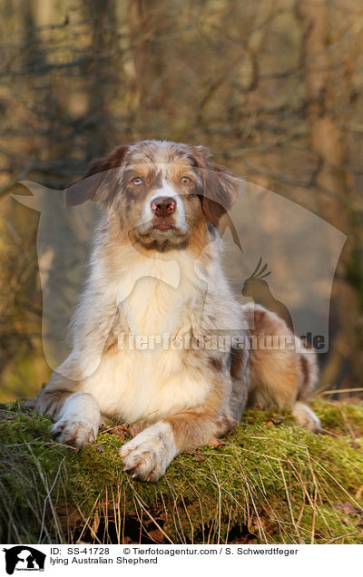 liegender Australian Shepherd / lying Australian Shepherd / SS-41728