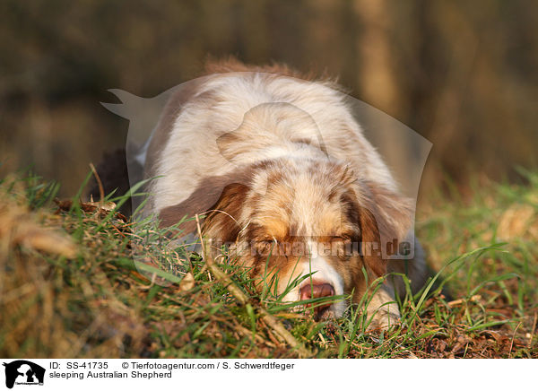 schlafender Australian Shepherd / sleeping Australian Shepherd / SS-41735