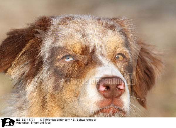 Australian Shepherd Gesicht / Australian Shepherd face / SS-41771