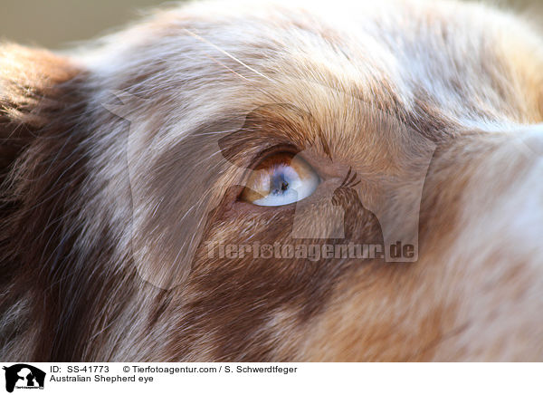 Australian Shepherd Auge / Australian Shepherd eye / SS-41773