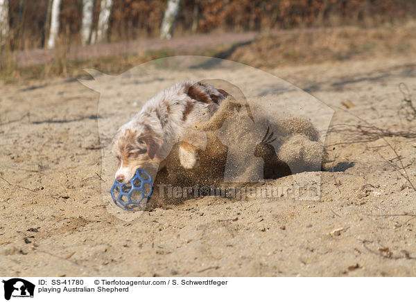 spielender Australian Shepherd / playing Australian Shepherd / SS-41780