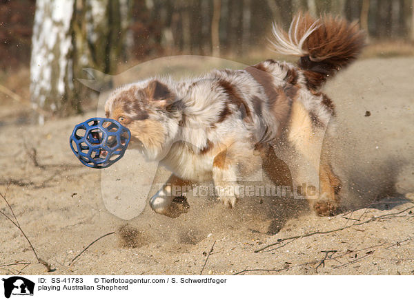 spielender Australian Shepherd / playing Australian Shepherd / SS-41783