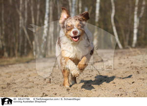rennender Australian Shepherd / running Australian Shepherd / SS-41788