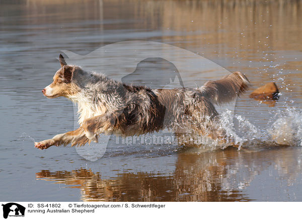 rennender Australian Shepherd / running Australian Shepherd / SS-41802