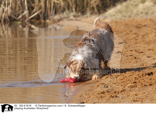 spielender Australian Shepherd / playing Australian Shepherd / SS-41816