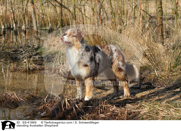 stehender Australian Shepherd / standing Australian Shepherd / SS-41869
