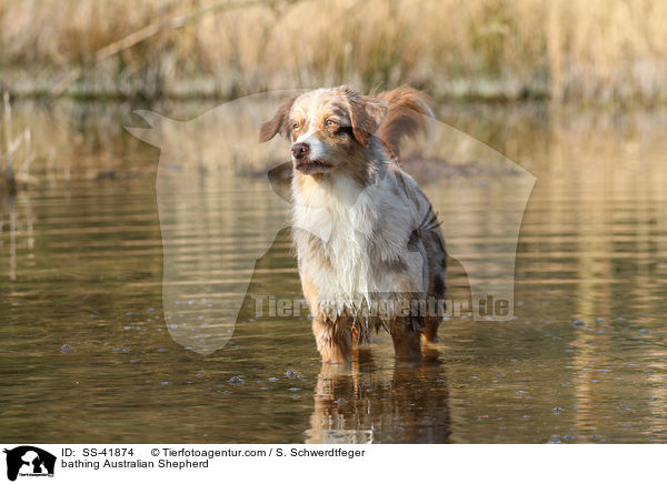 badender Australian Shepherd / bathing Australian Shepherd / SS-41874