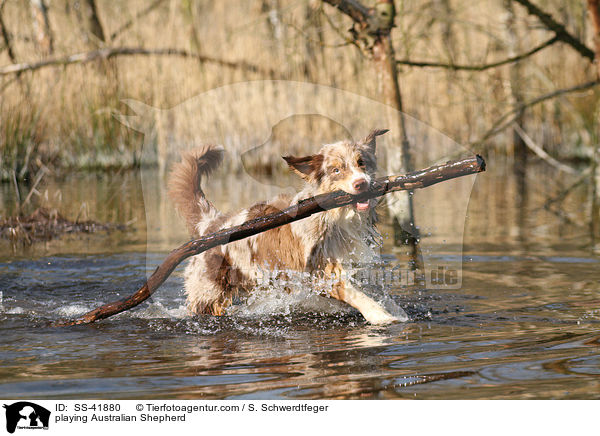 spielender Australian Shepherd / playing Australian Shepherd / SS-41880