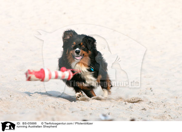 running Australian Shepherd / BS-05886