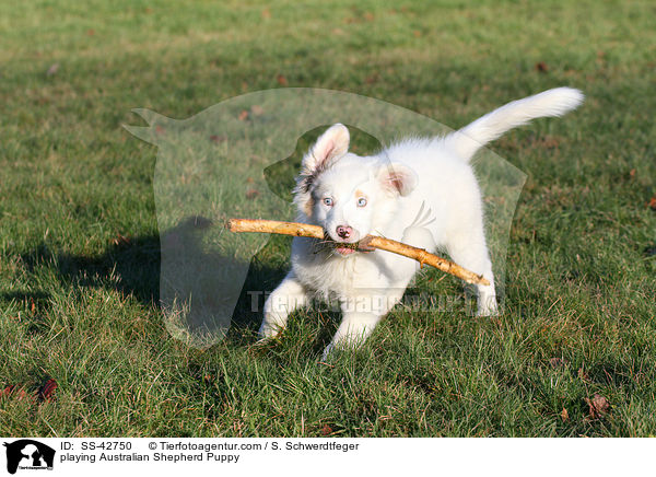 playing Australian Shepherd Puppy / SS-42750