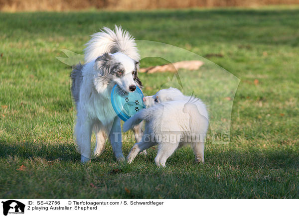 2 spielende Australian Shepherd / 2 playing Australian Shepherd / SS-42756