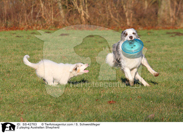 2 spielende Australian Shepherd / 2 playing Australian Shepherd / SS-42763