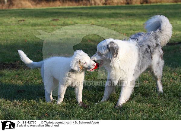 2 spielende Australian Shepherd / 2 playing Australian Shepherd / SS-42765