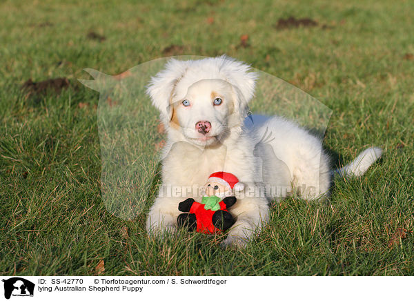 liegender Australian Shepherd Welpe / lying Australian Shepherd Puppy / SS-42770