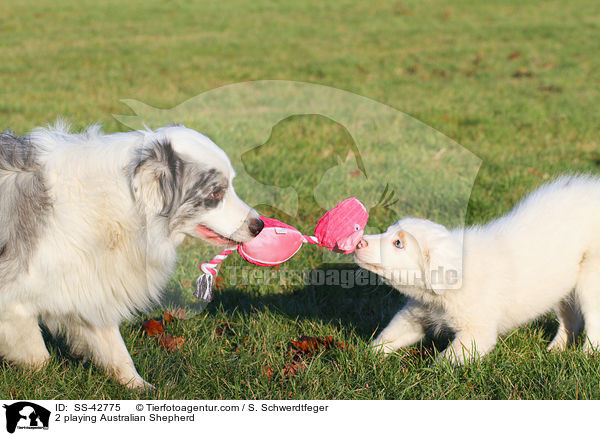 2 spielende Australian Shepherd / 2 playing Australian Shepherd / SS-42775
