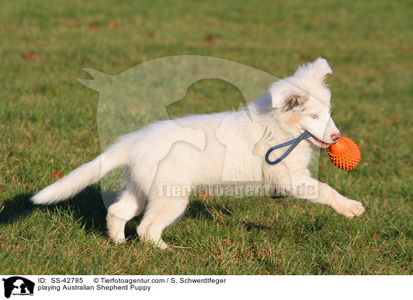 spielender Australian Shepherd Welpe / playing Australian Shepherd Puppy / SS-42785