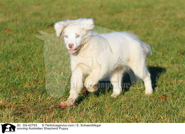 rennender Australian Shepherd Welpe / running Australian Shepherd Puppy / SS-42793