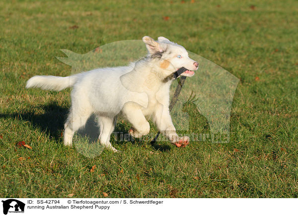 rennender Australian Shepherd Welpe / running Australian Shepherd Puppy / SS-42794