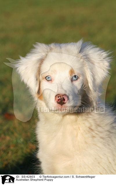 Australian Shepherd Welpe / Australian Shepherd Puppy / SS-42803