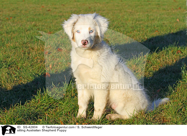 sitzender Australian Shepherd Welpe / sitting Australian Shepherd Puppy / SS-42804