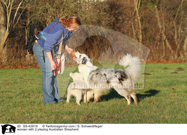 Frau mit 2 spielenden Australian Shepherd / woman with 2 playing Australian Shepherd / SS-42819
