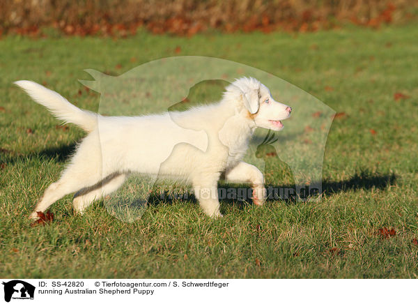 rennender Australian Shepherd Welpe / running Australian Shepherd Puppy / SS-42820