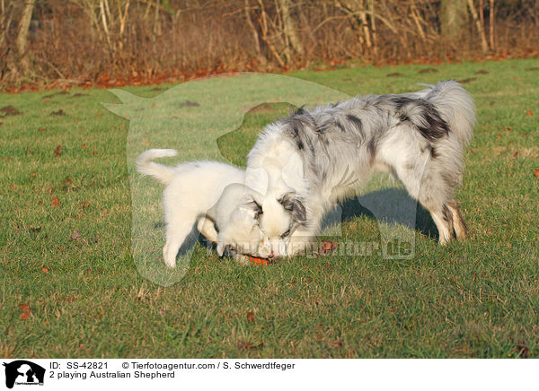 2 spielende Australian Shepherd / 2 playing Australian Shepherd / SS-42821