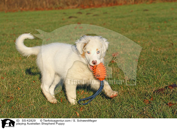 spielender Australian Shepherd Welpe / playing Australian Shepherd Puppy / SS-42829