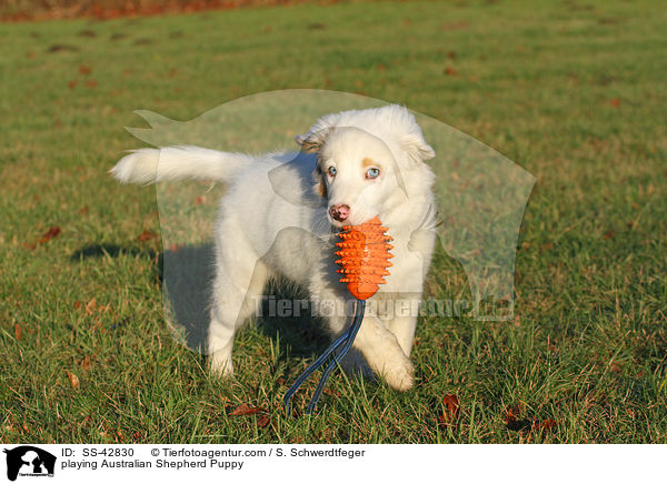 spielender Australian Shepherd Welpe / playing Australian Shepherd Puppy / SS-42830