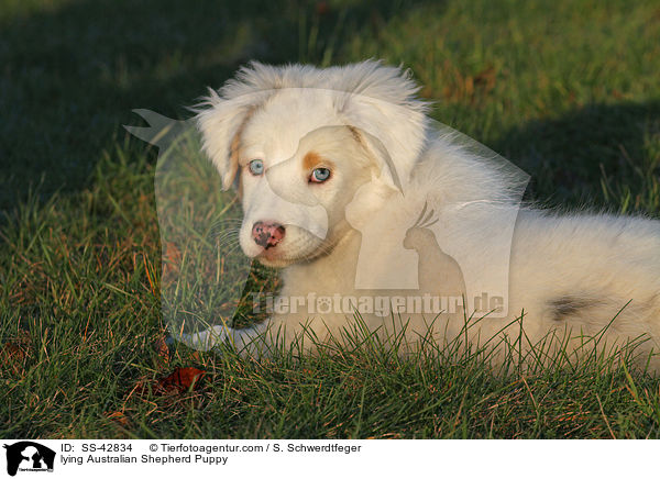 liegender Australian Shepherd Welpe / lying Australian Shepherd Puppy / SS-42834