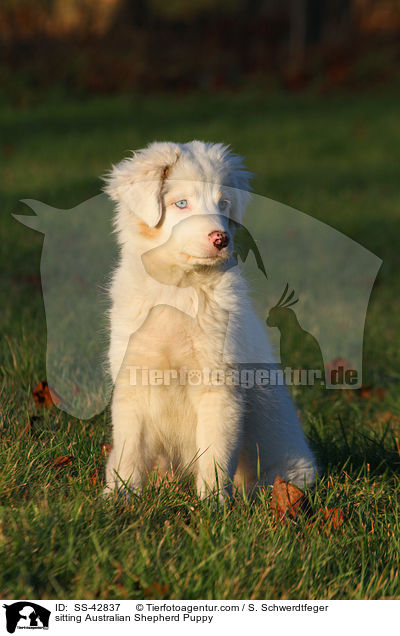 sitzender Australian Shepherd Welpe / sitting Australian Shepherd Puppy / SS-42837