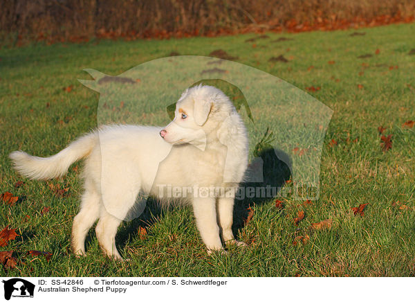 Australian Shepherd Welpe / Australian Shepherd Puppy / SS-42846