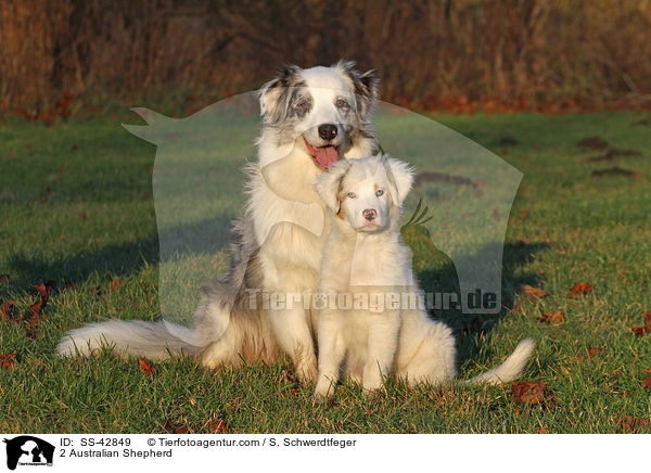 2 Australian Shepherd / 2 Australian Shepherd / SS-42849