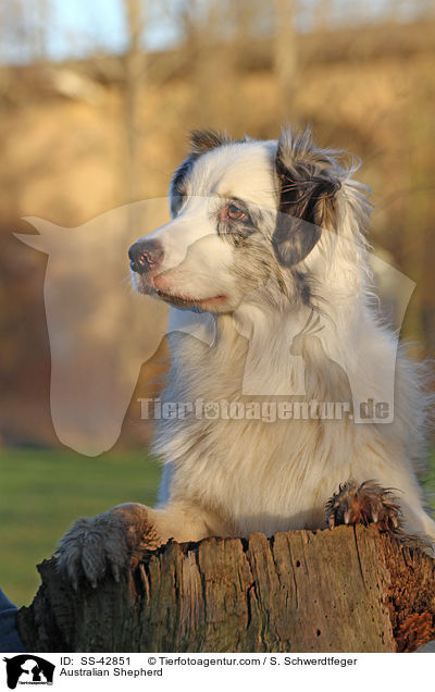 Australian Shepherd / Australian Shepherd / SS-42851