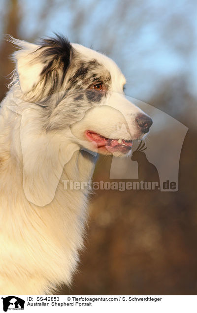 Australian Shepherd Portrait / Australian Shepherd Portrait / SS-42853