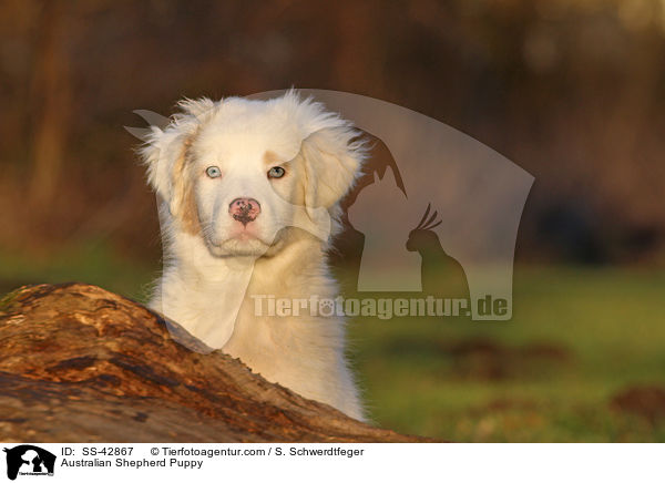 Australian Shepherd Welpe / Australian Shepherd Puppy / SS-42867