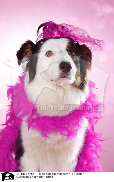 Australian Shepherd Portrait / Australian Shepherd Portrait / RR-76756