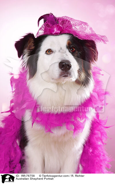 Australian Shepherd Portrait / Australian Shepherd Portrait / RR-76758