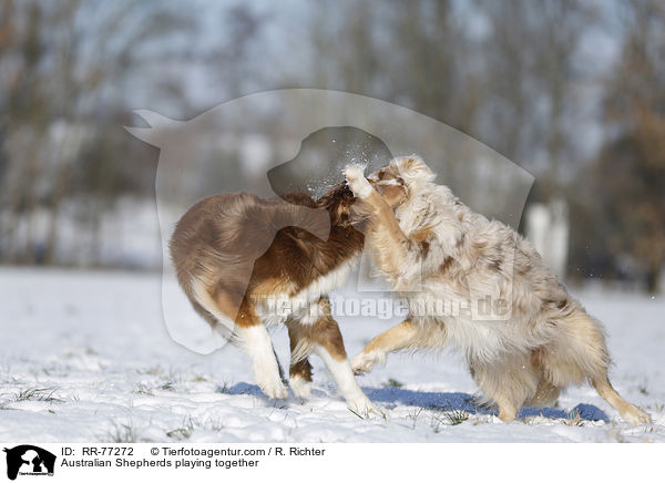 Australian Shepherds spielen miteinander / Australian Shepherds playing together / RR-77272