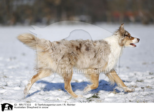 Australian Shepherd im Schnee / Australian Shepherd in snow / RR-77333