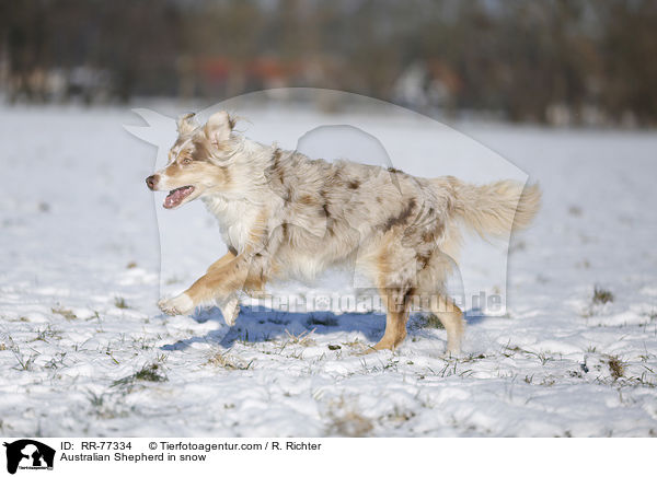 Australian Shepherd im Schnee / Australian Shepherd in snow / RR-77334
