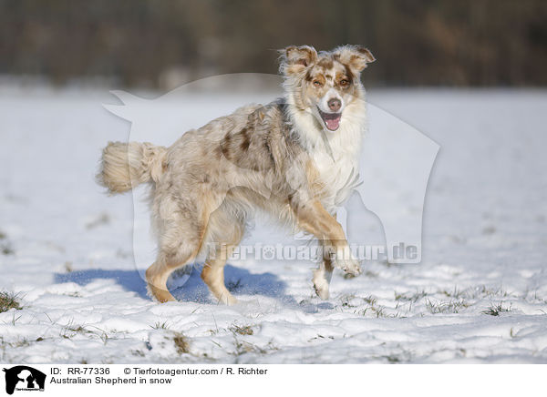 Australian Shepherd im Schnee / Australian Shepherd in snow / RR-77336