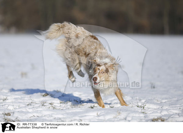 Australian Shepherd im Schnee / Australian Shepherd in snow / RR-77338